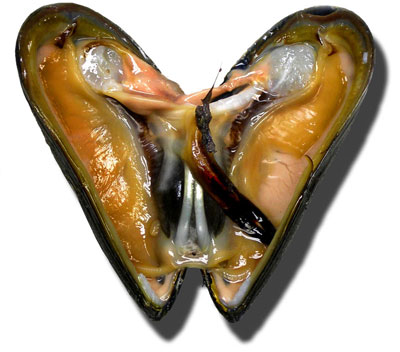 mossel